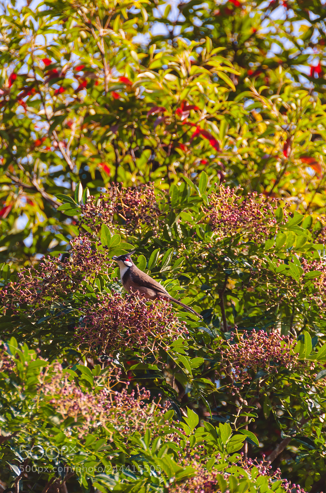 Nikon D300S sample photo. *** photography