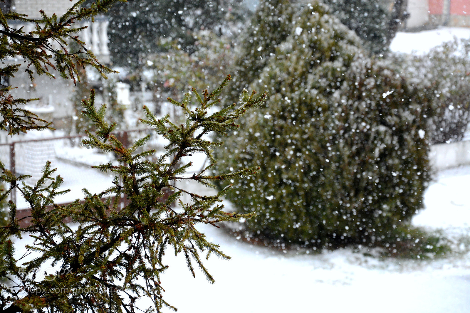 Nikon D7100 sample photo. Winter delights photography