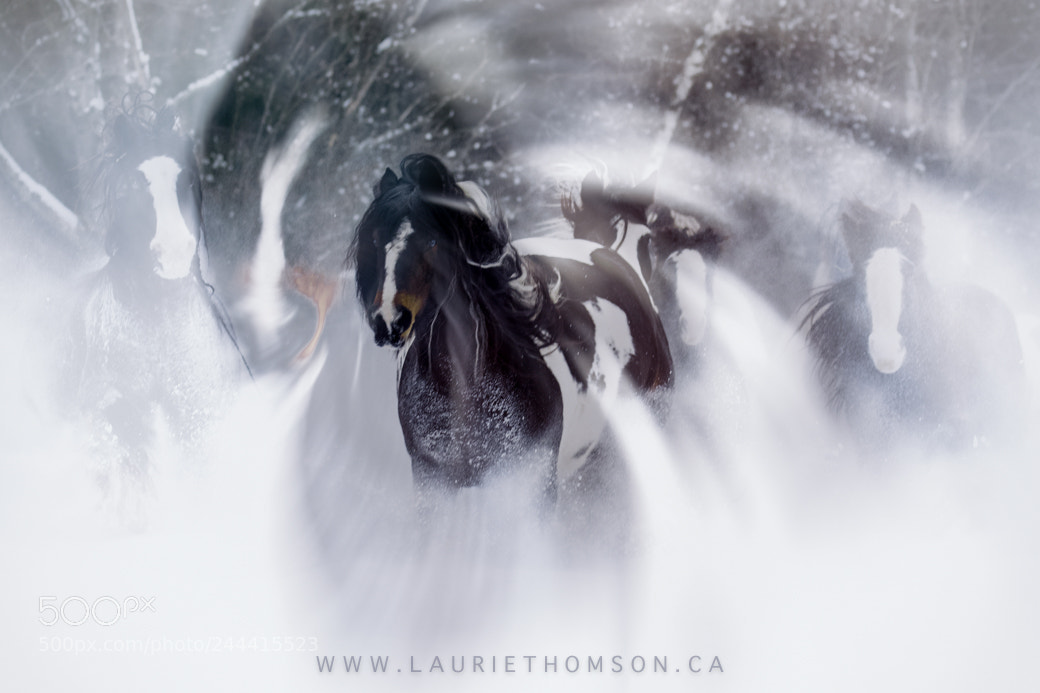 Canon EOS 7D Mark II sample photo. Gypsy horses galloping in photography