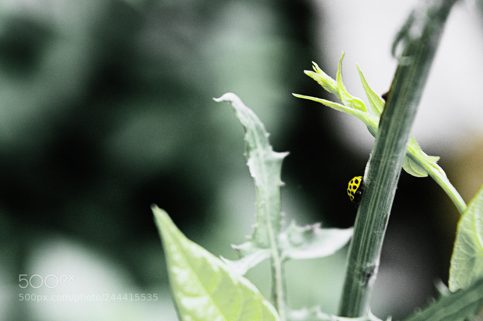 Nikon D3200 sample photo. Coccinelle photography