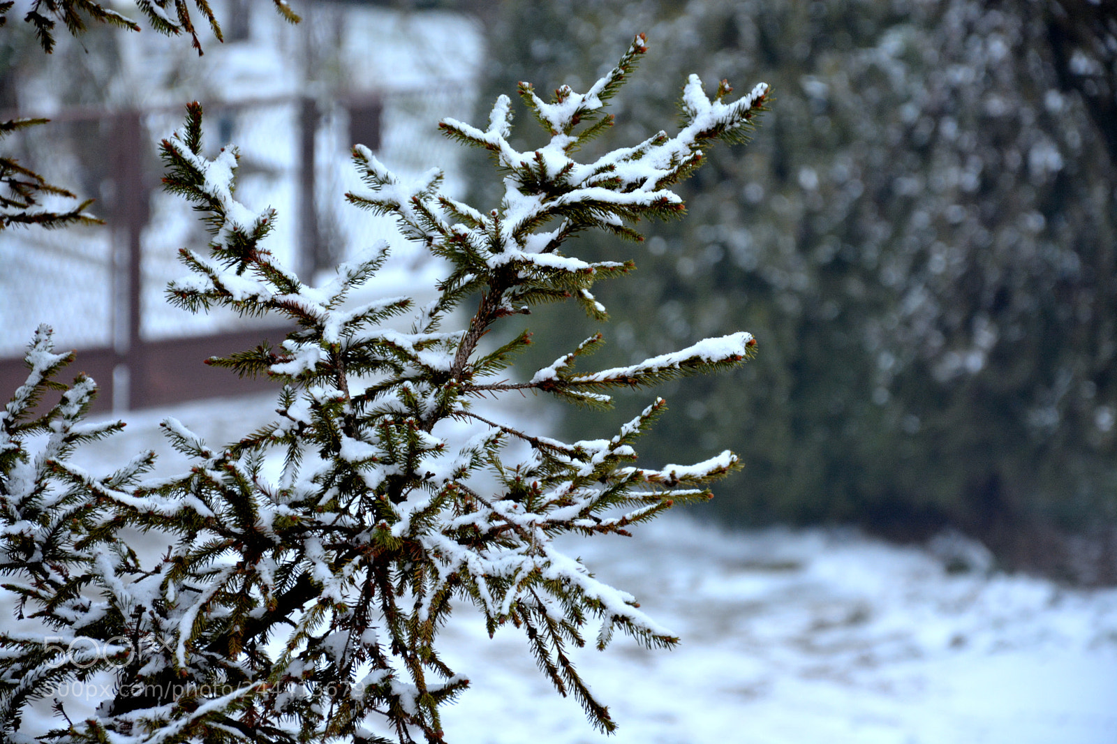 Nikon D7100 sample photo. Snow on a tree photography