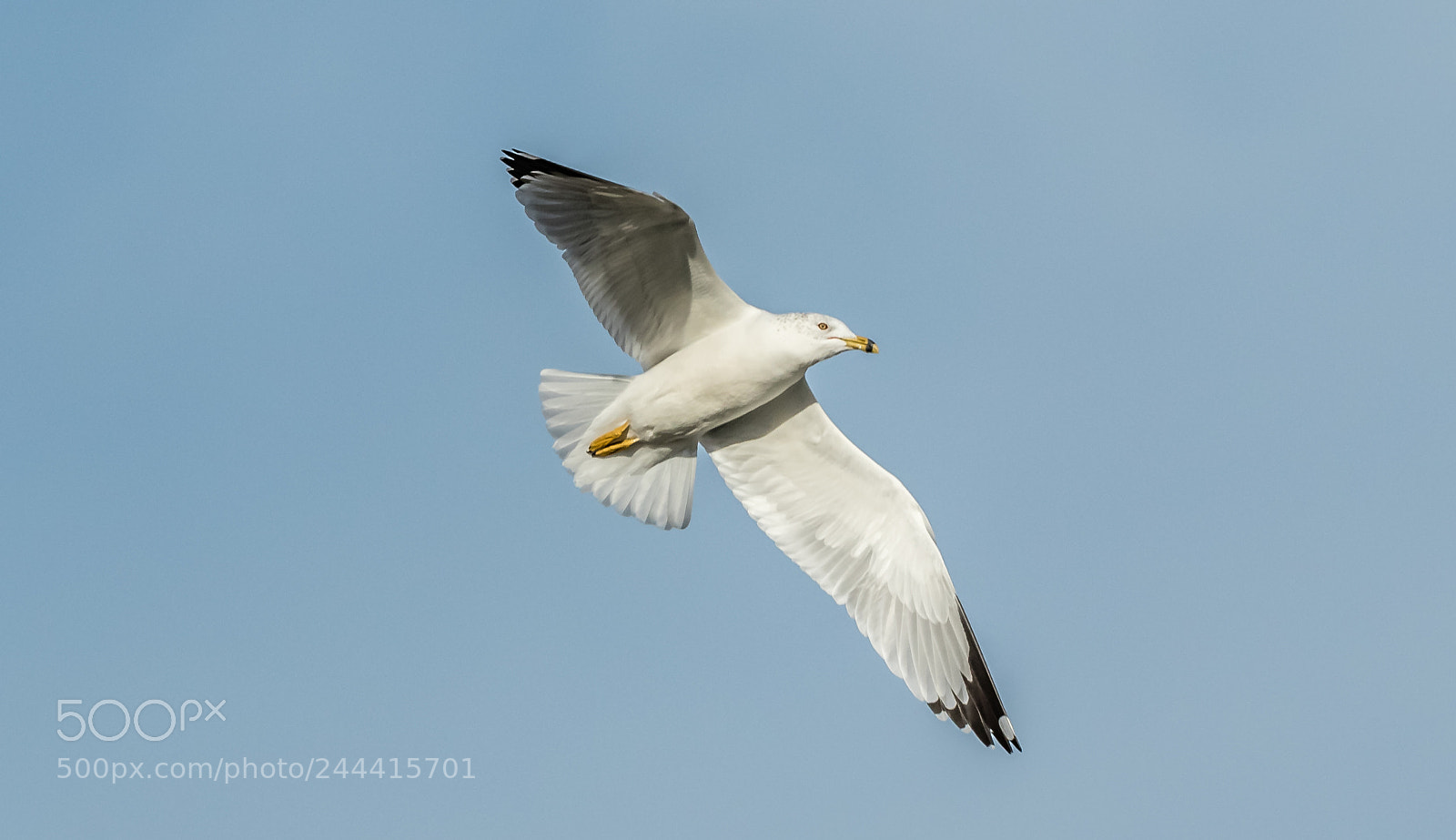 Canon EOS 7D Mark II sample photo. Ring-billed gull photography