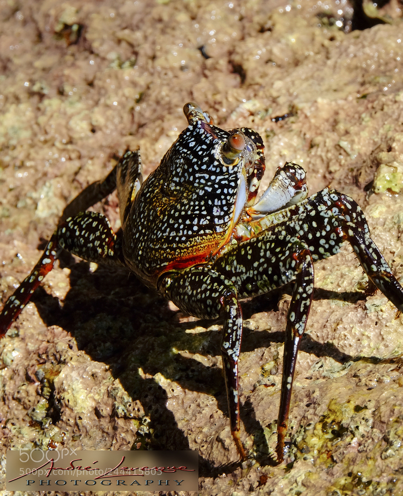 Fujifilm X-T10 sample photo. Crab photography