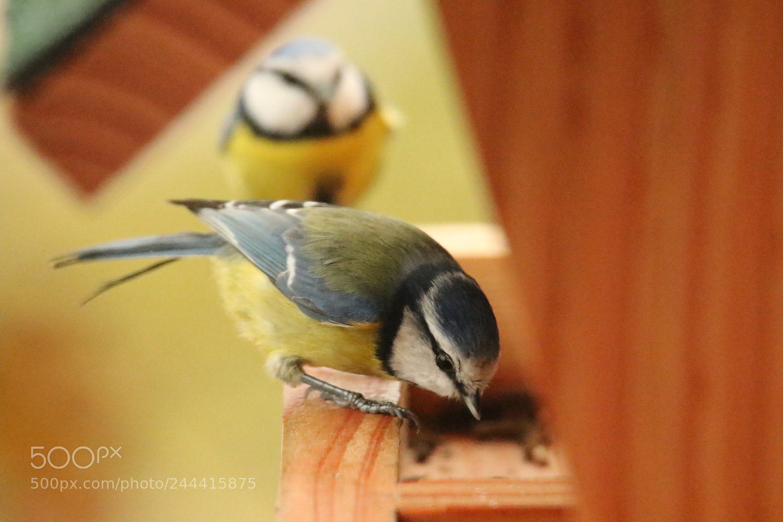Canon EOS 7D Mark II sample photo. M sange bleue cyanistes photography