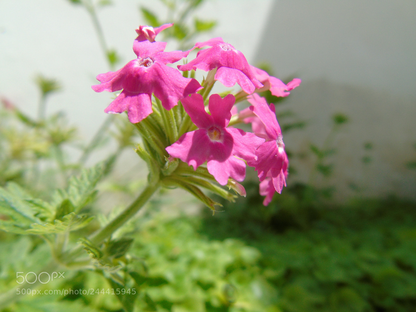 Sony Cyber-shot DSC-H400 sample photo. Delicadas photography