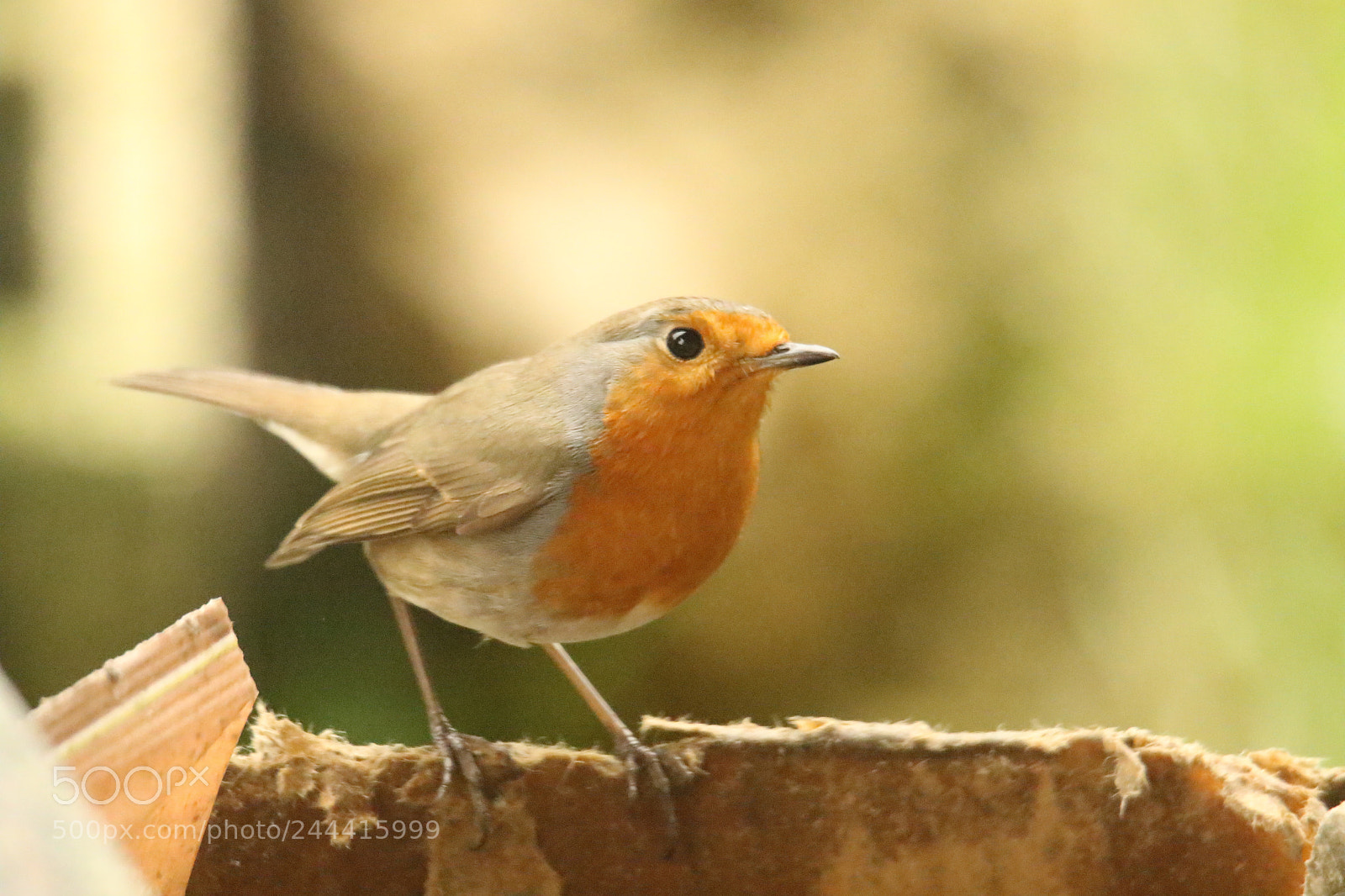 Canon EOS 7D Mark II sample photo. Rougegorge familier erithacus rubecula photography