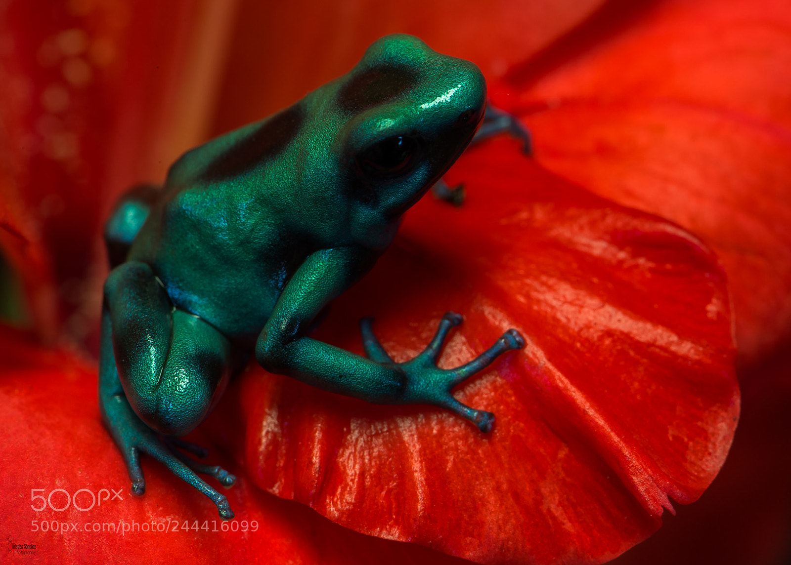 Nikon D4 sample photo. Turquoise bronze poison dart photography