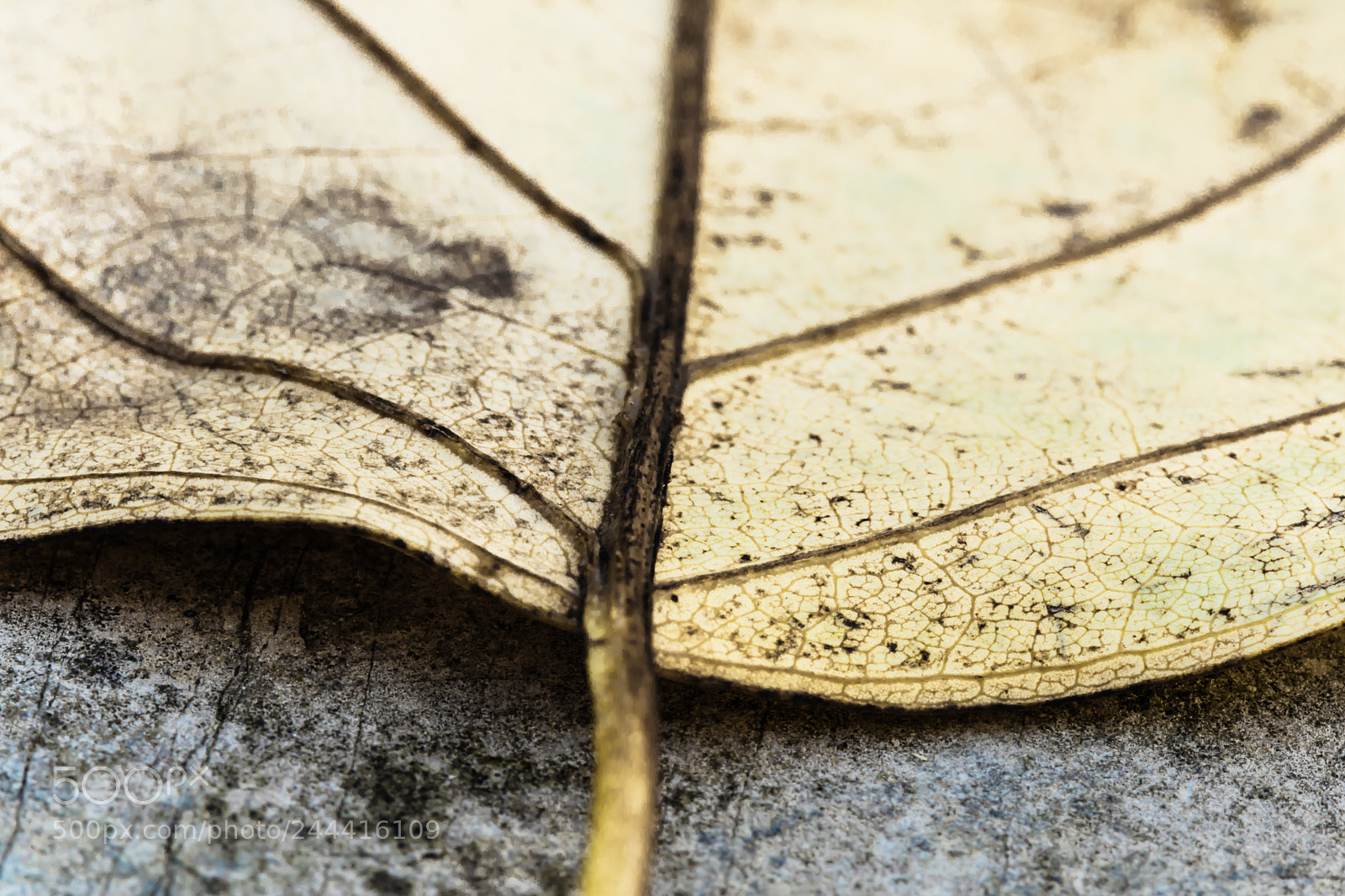 Canon EOS 760D (EOS Rebel T6s / EOS 8000D) sample photo. Cycle of macro universe photography