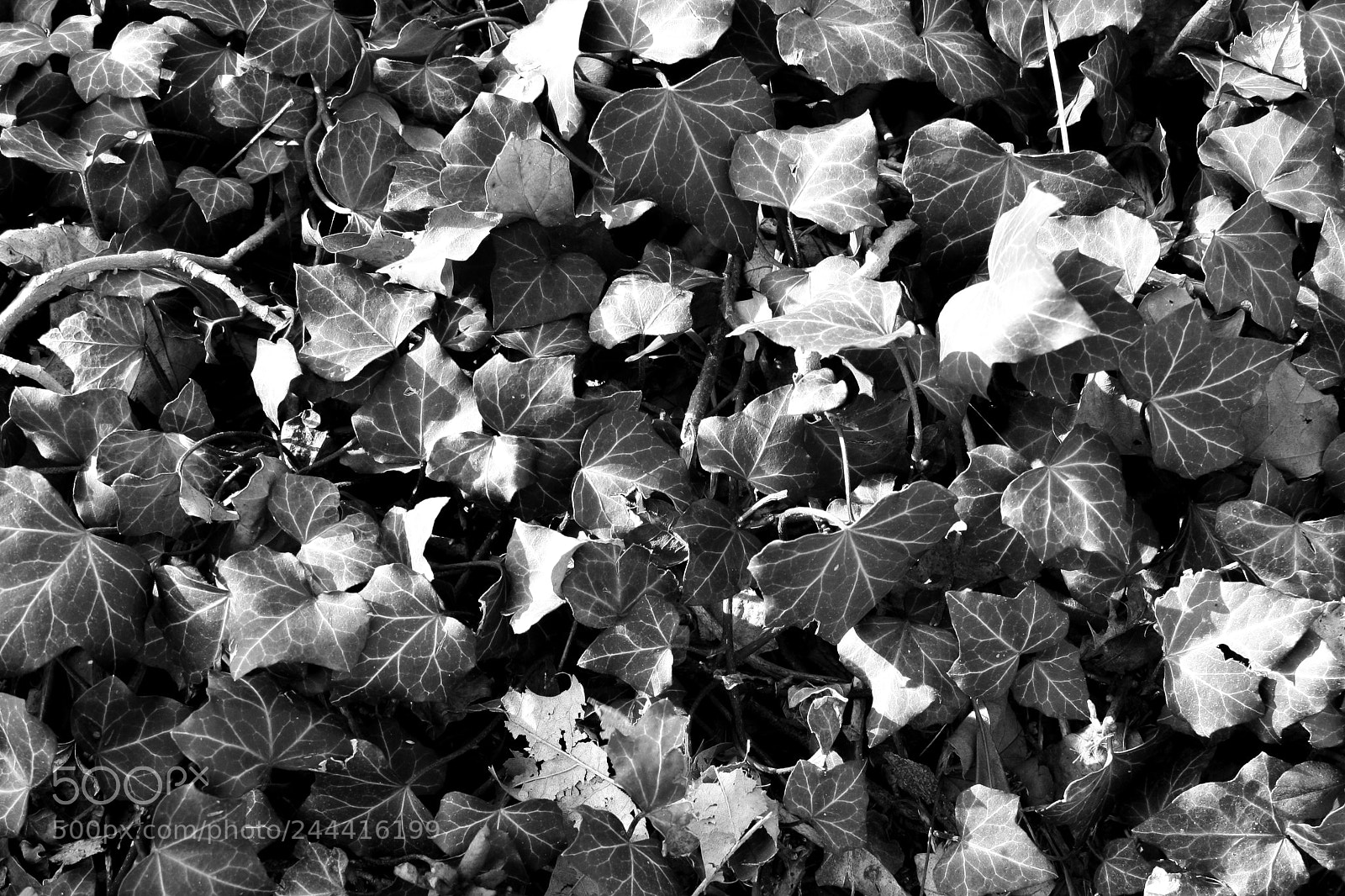 Canon EOS 450D (EOS Rebel XSi / EOS Kiss X2) sample photo. Weird leaves by caitlynn photography