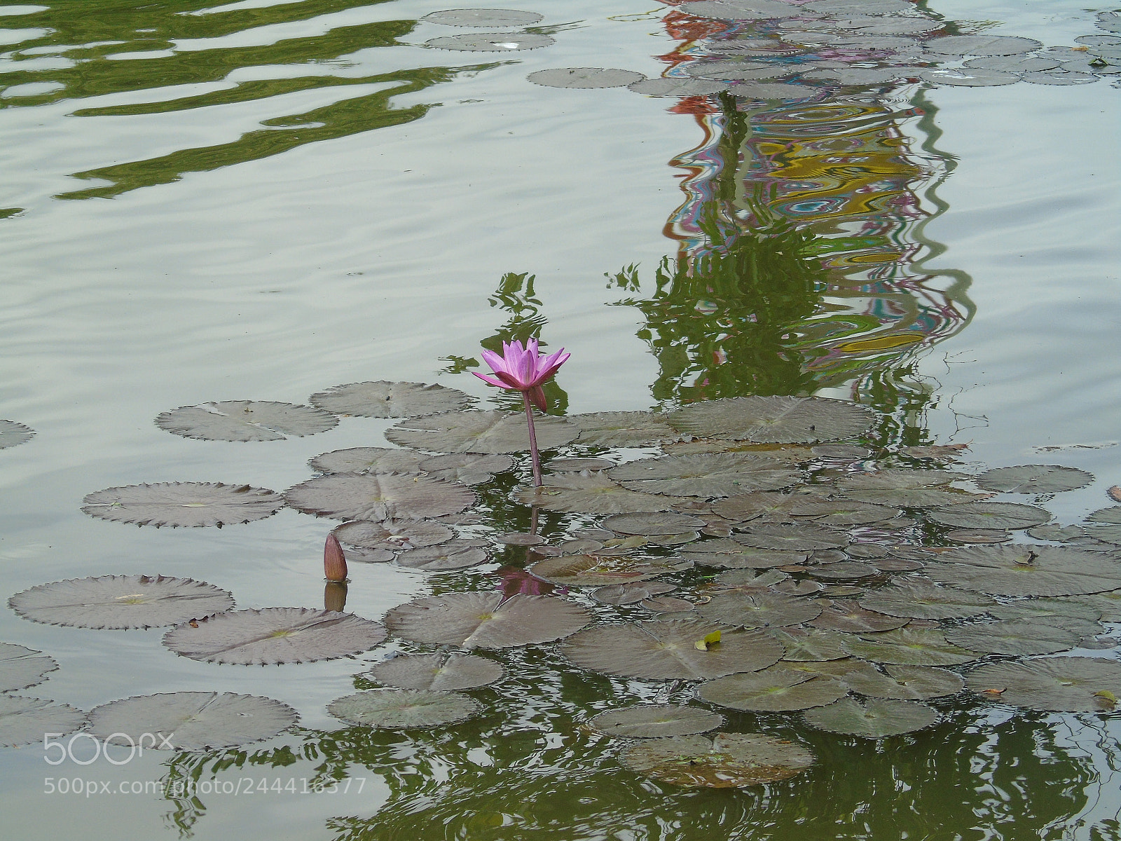 Sony Cyber-shot DSC-H400 sample photo. Plantas no lago photography