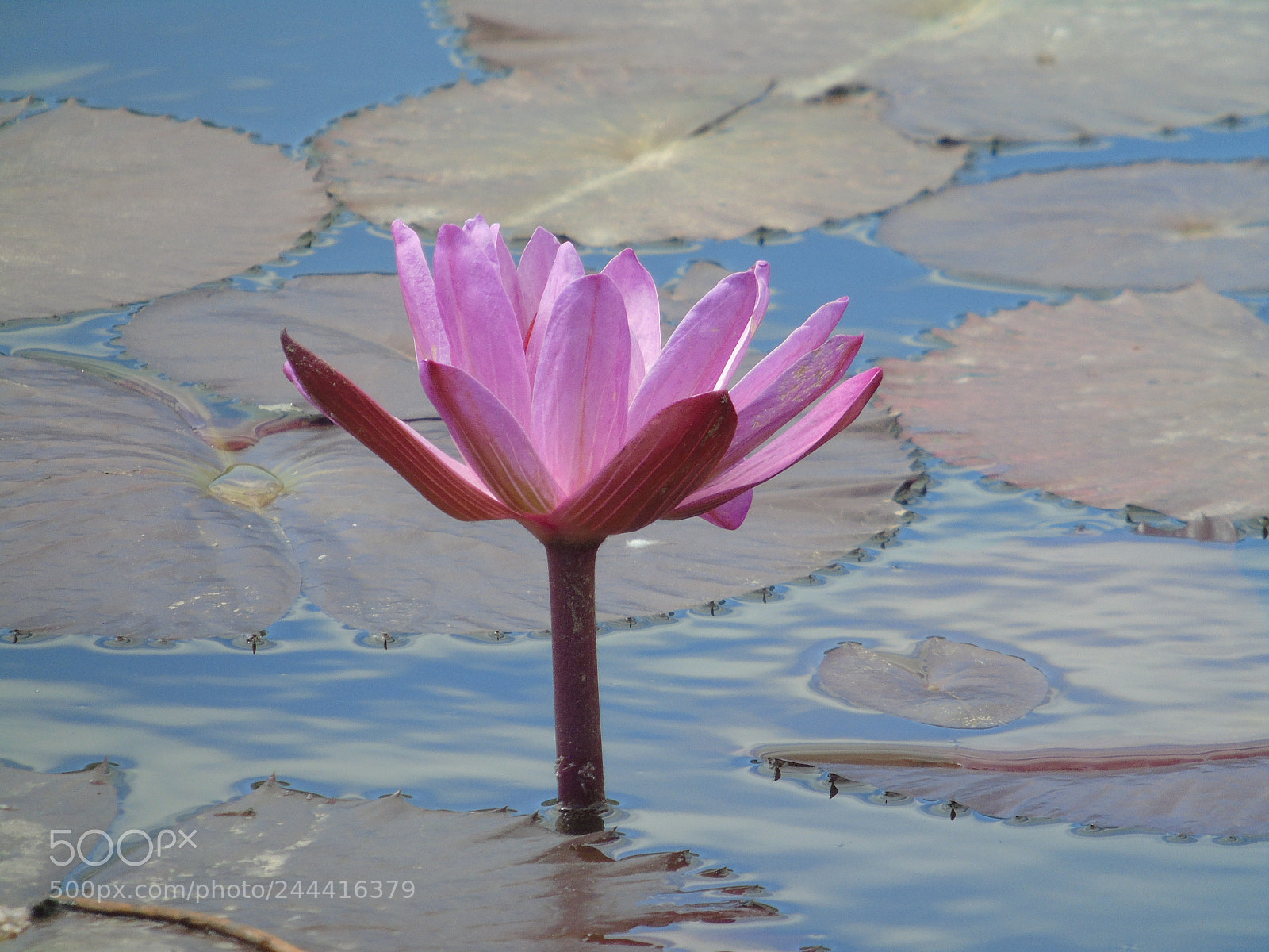 Sony Cyber-shot DSC-H400 sample photo. Plantas no lago photography