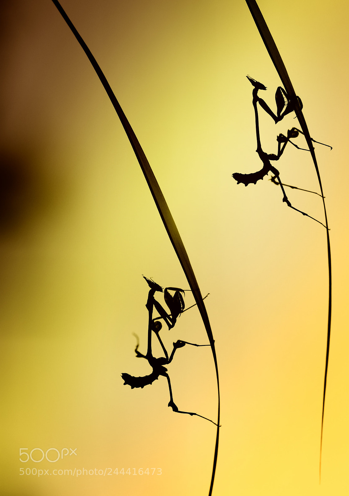 Nikon D7100 sample photo. Sunset silhouette photography
