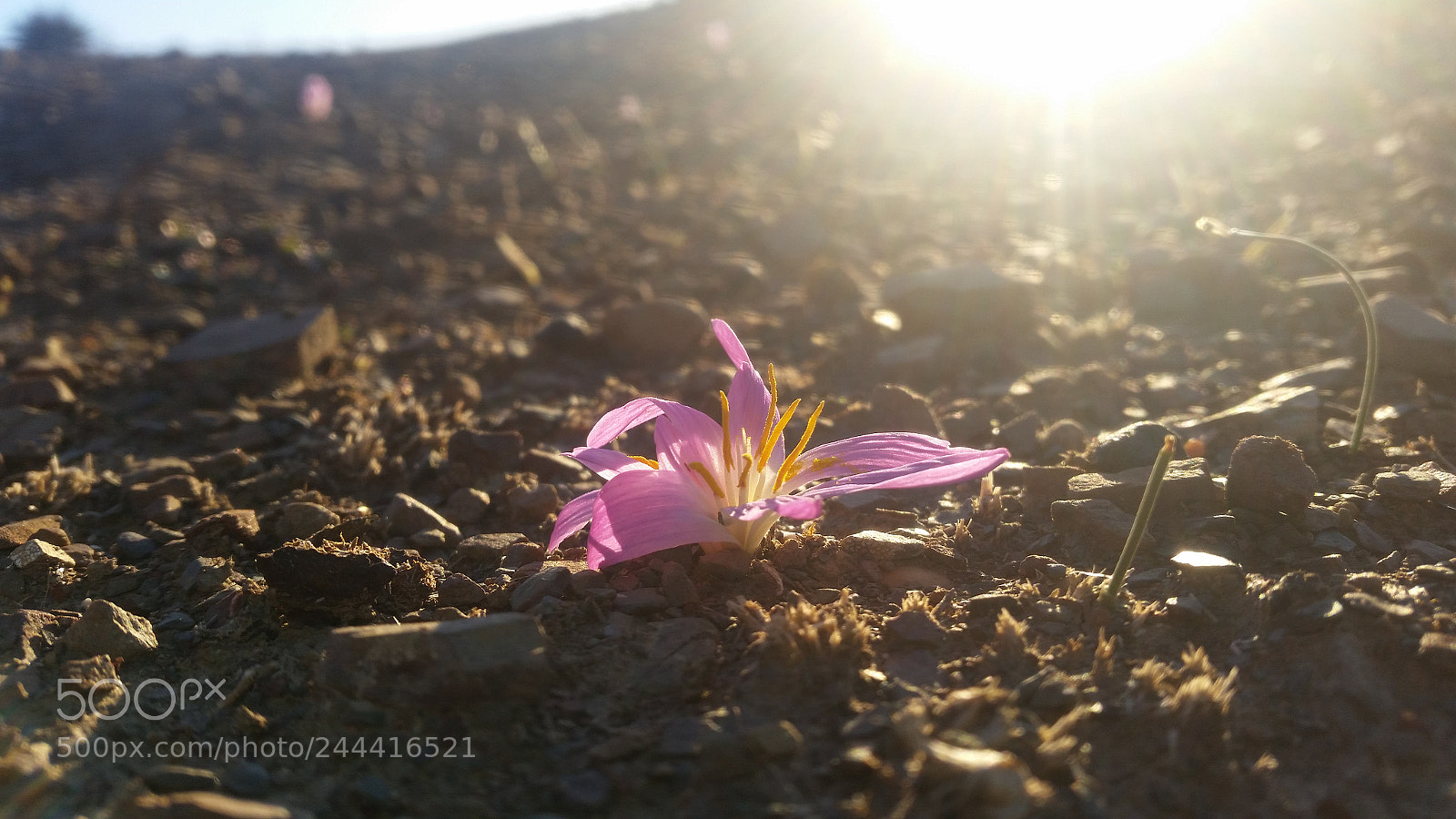 Samsung Galaxy S5 sample photo. Desert rose photography