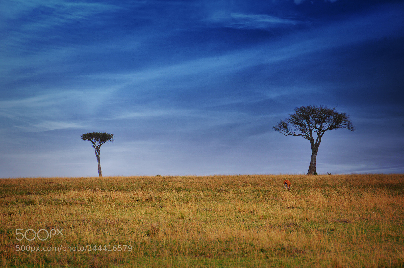 Nikon D300S sample photo. Africa savanna photography