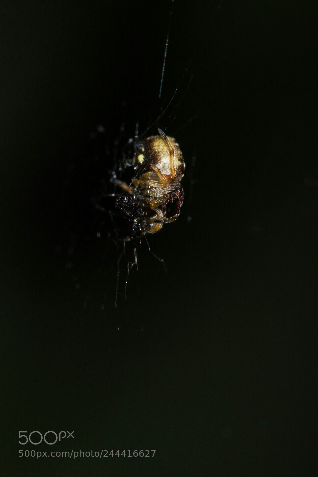Canon EOS 100D (EOS Rebel SL1 / EOS Kiss X7) sample photo. The golden spider photography