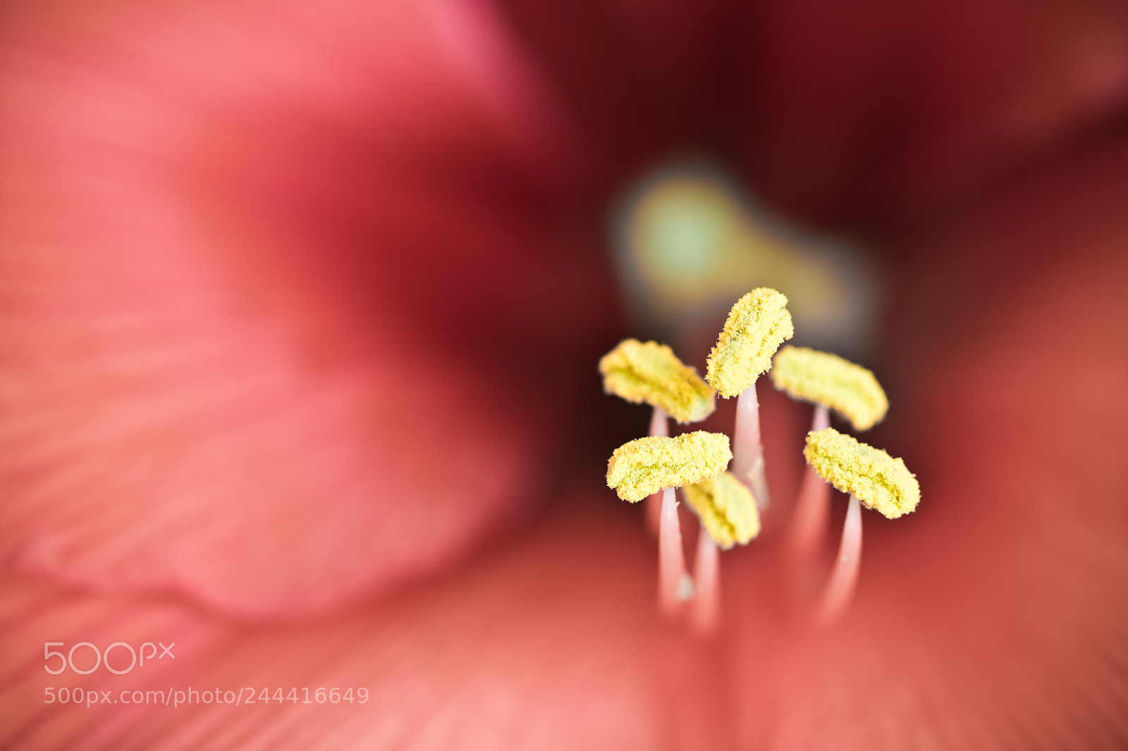 Canon EOS 760D (EOS Rebel T6s / EOS 8000D) sample photo. Deep into hibiscus flower photography