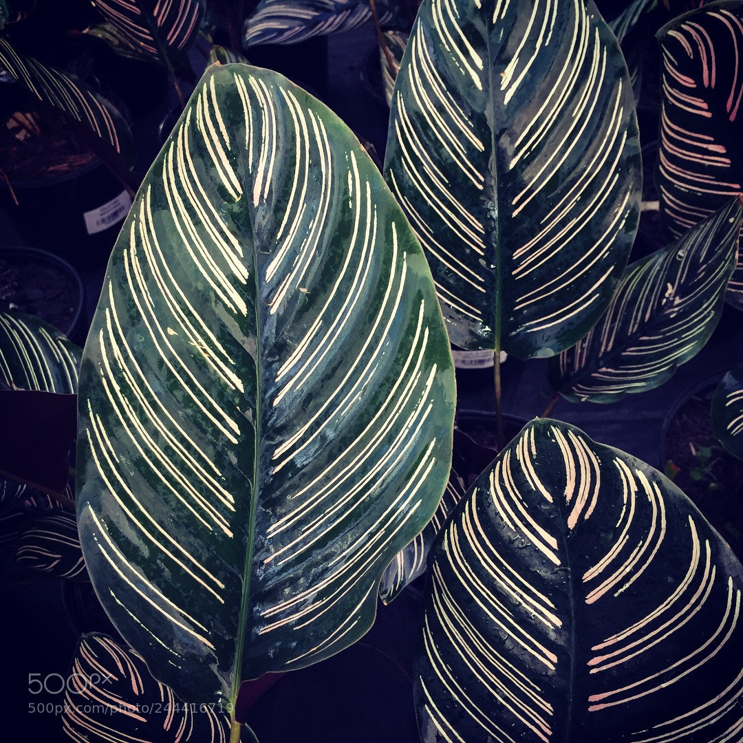 Apple iPhone 6 sample photo. Untitled photography