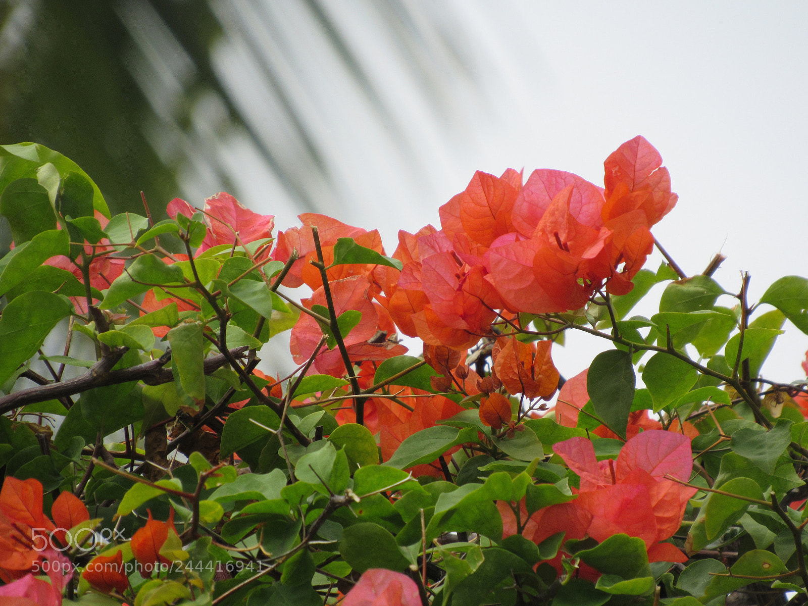 Canon PowerShot SX520 HS sample photo. Bleeding eden photography