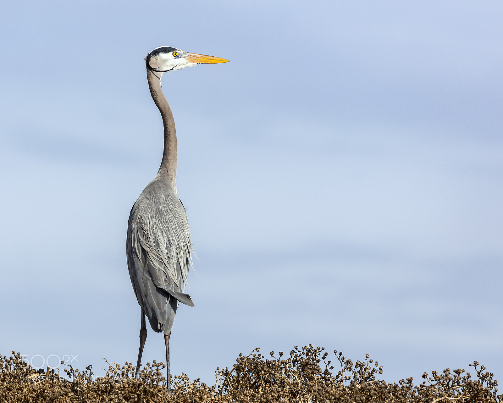 Canon EOS 5DS sample photo. Solemn heron photography