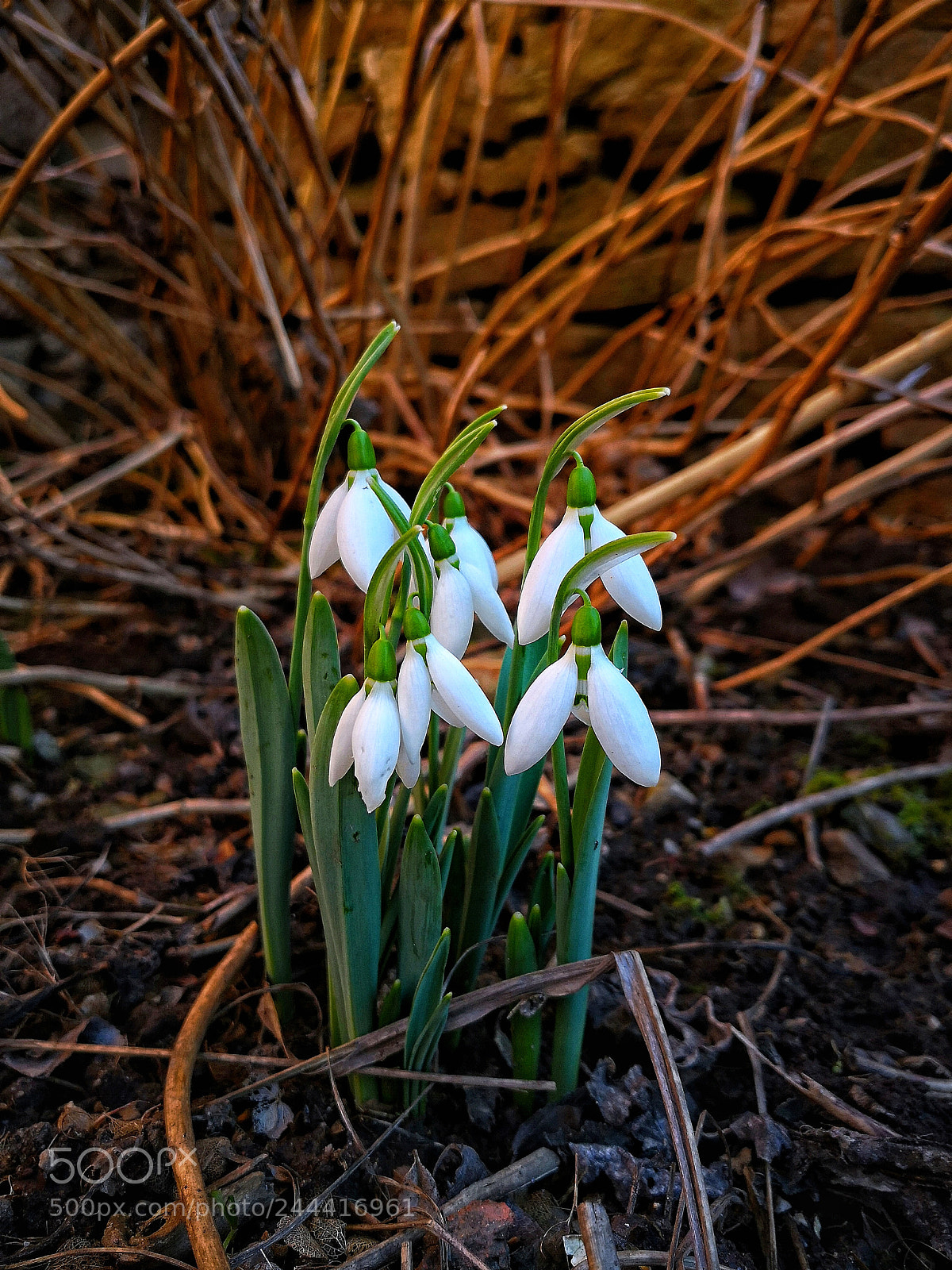 HUAWEI Mate 10 Pro sample photo. Untitled photography