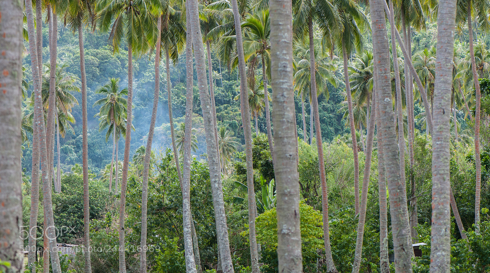 Nikon D300S sample photo. Palmtree grid photography