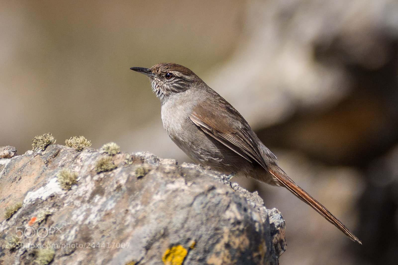 Nikon D7100 sample photo. Lenheiro da serra do photography