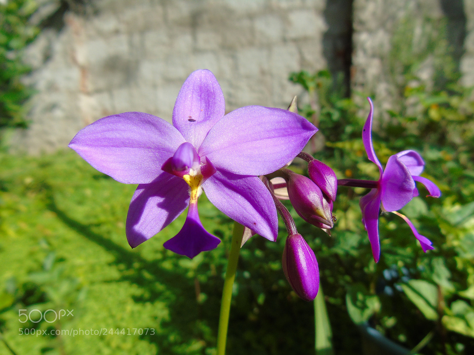 Sony Cyber-shot DSC-H400 sample photo. Flor da manhã photography
