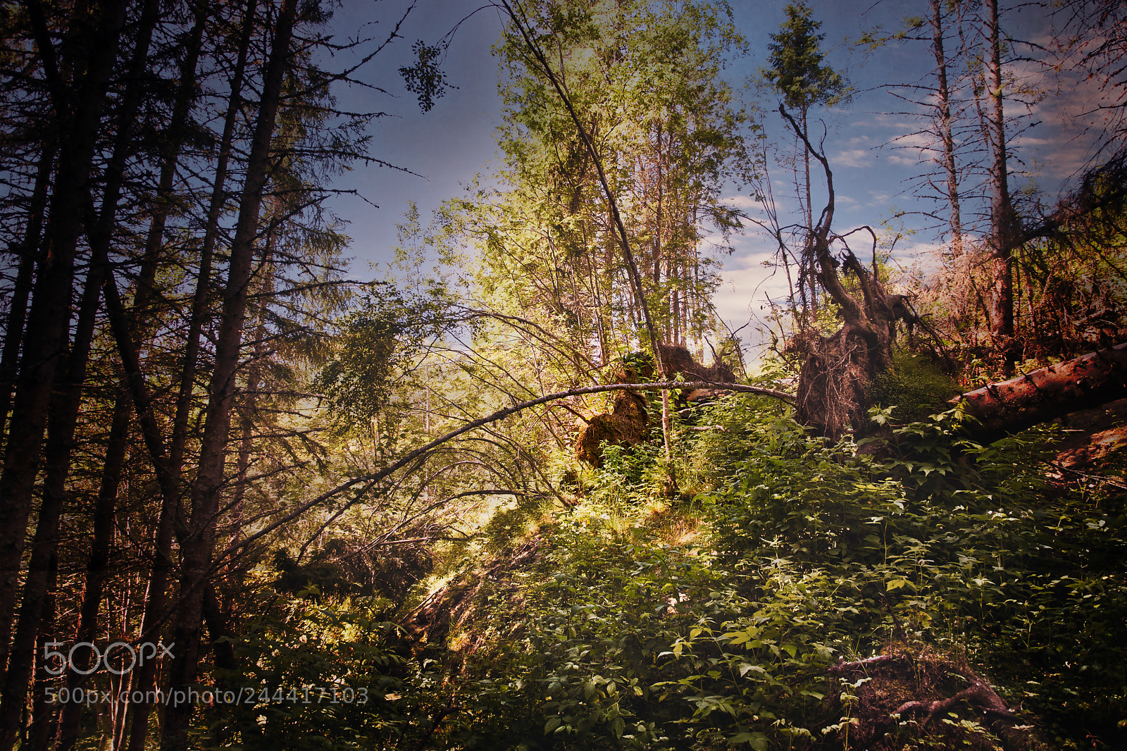 Nikon D7200 sample photo. Light in the forest photography