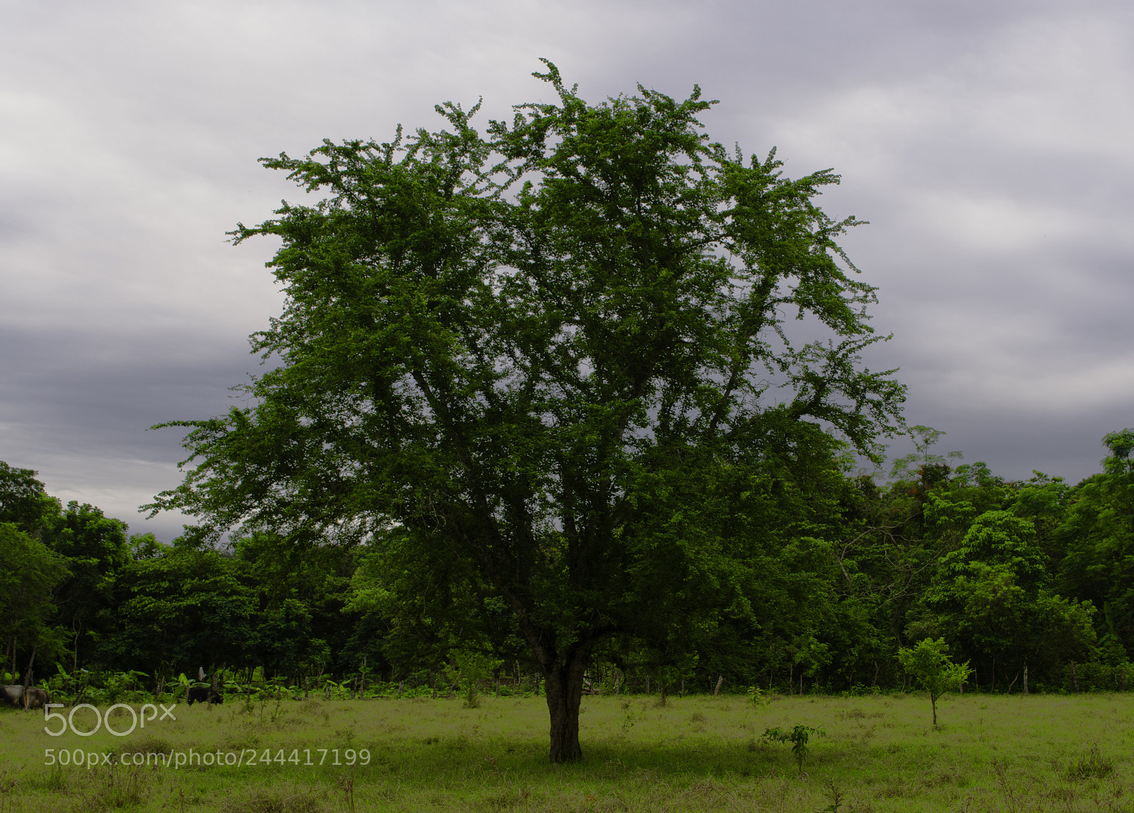 Nikon D5100 sample photo. Arbol photography