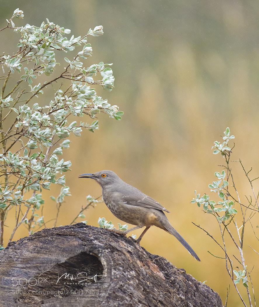Nikon D500 sample photo. Curve billed thrasher photography