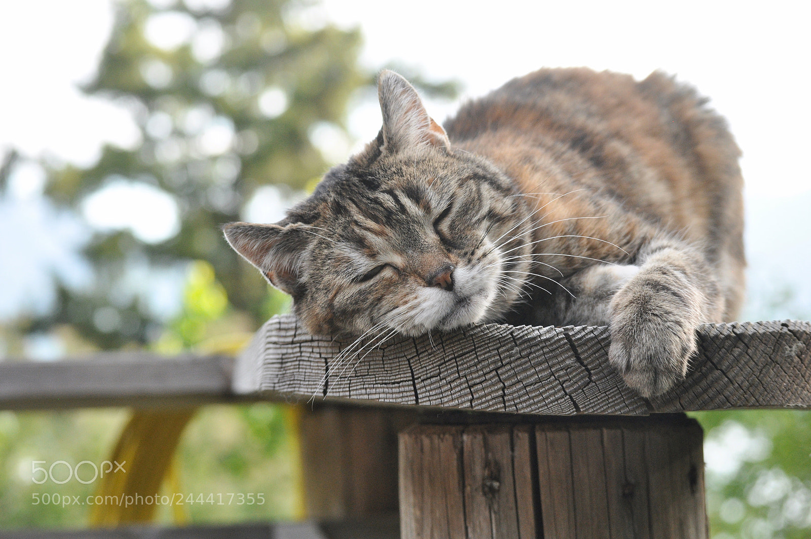 Nikon D90 sample photo. Sleepy razzle photography