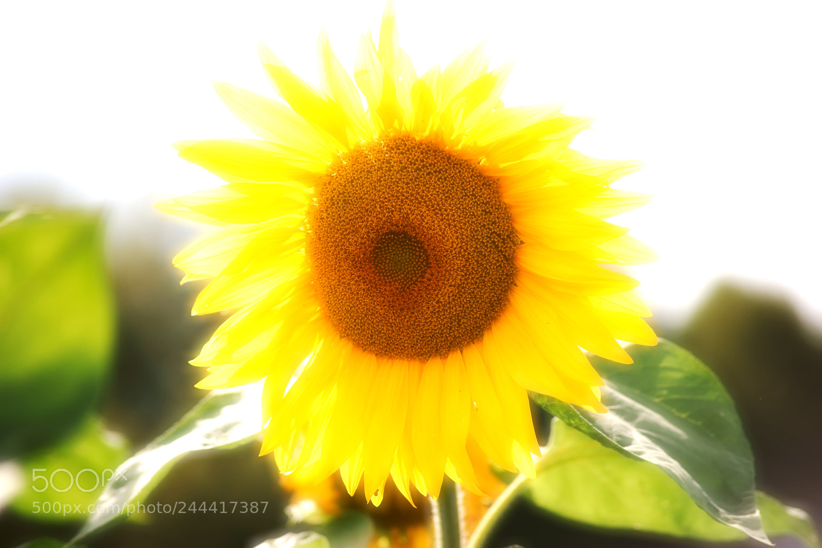 Sony a7 II sample photo. Sunflower in the backlight photography