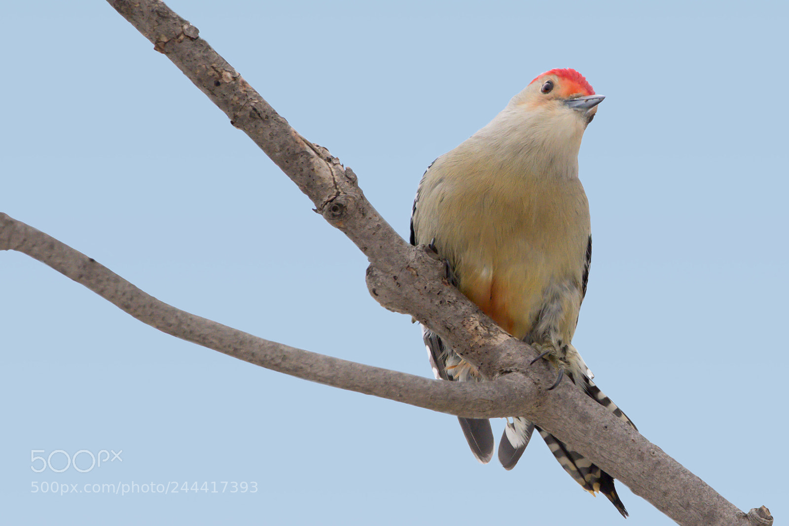 Nikon D7200 sample photo. Male red-bellied woodpecker photography