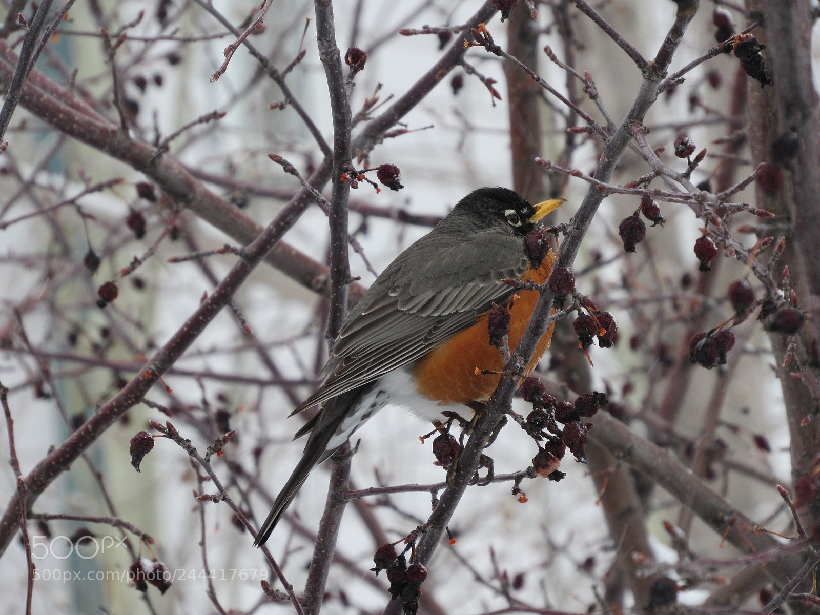 Canon PowerShot SX520 HS sample photo. Winter rest photography