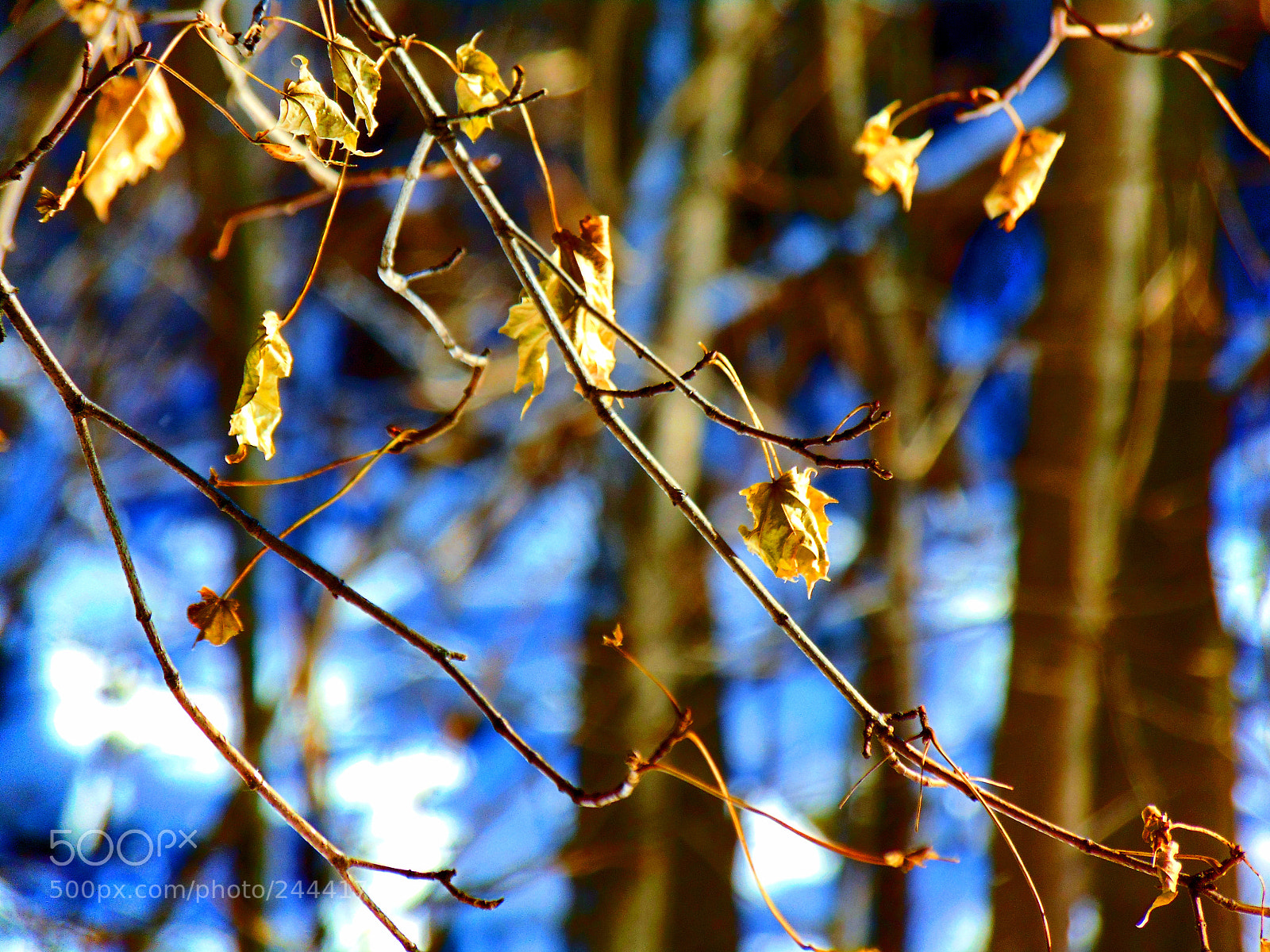Sony Cyber-shot DSC-H300 sample photo. Winter leaves photography