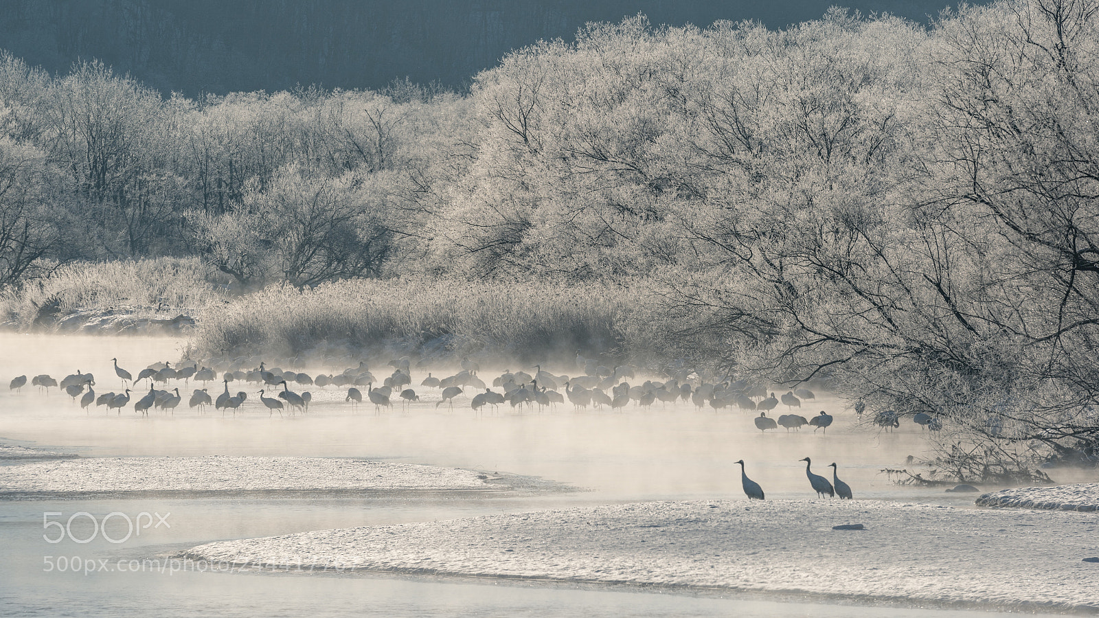 Sony a9 sample photo. Red-crowned crane #1 photography