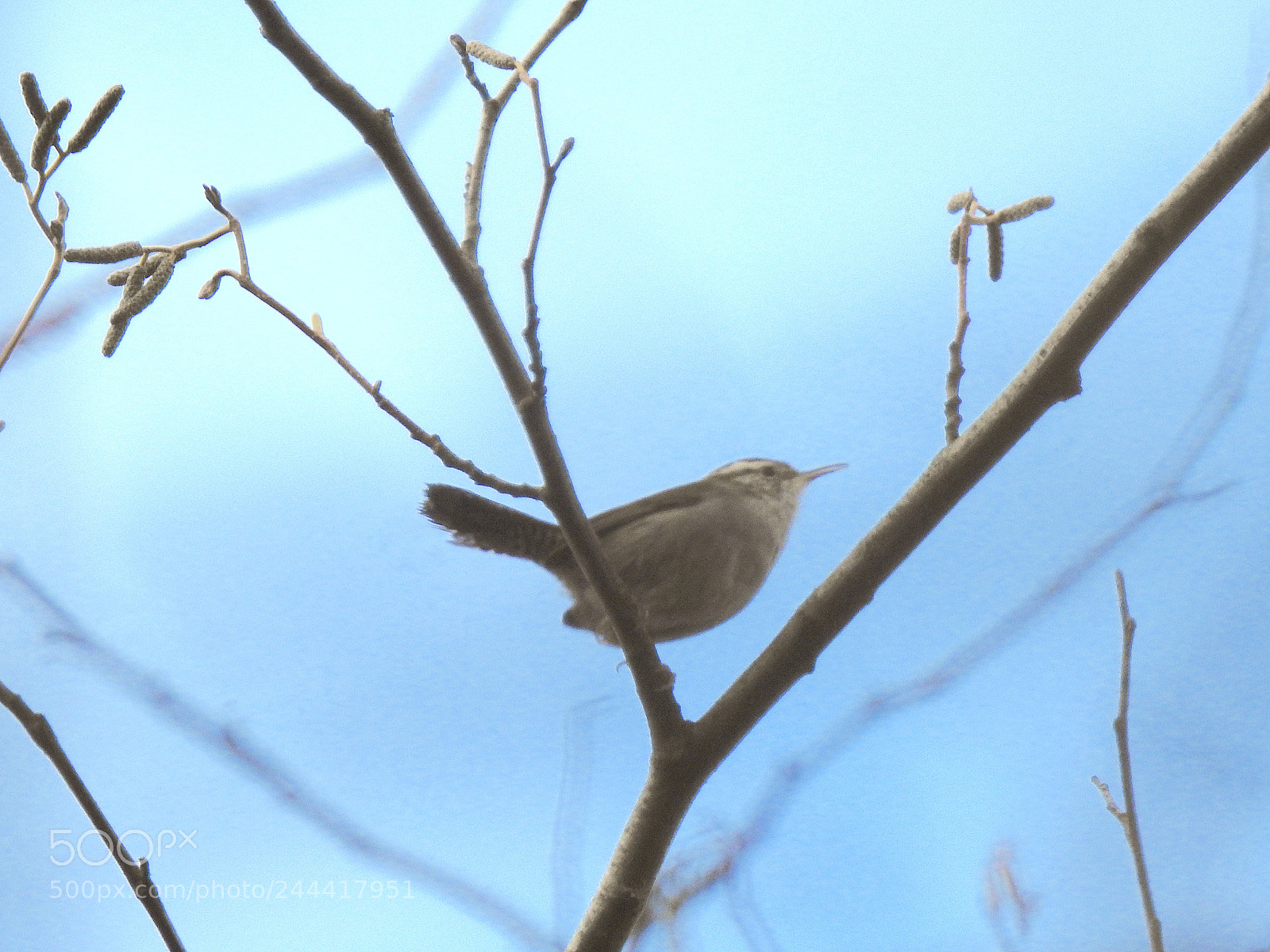 Nikon Coolpix P900 sample photo. Bewick's wren photography