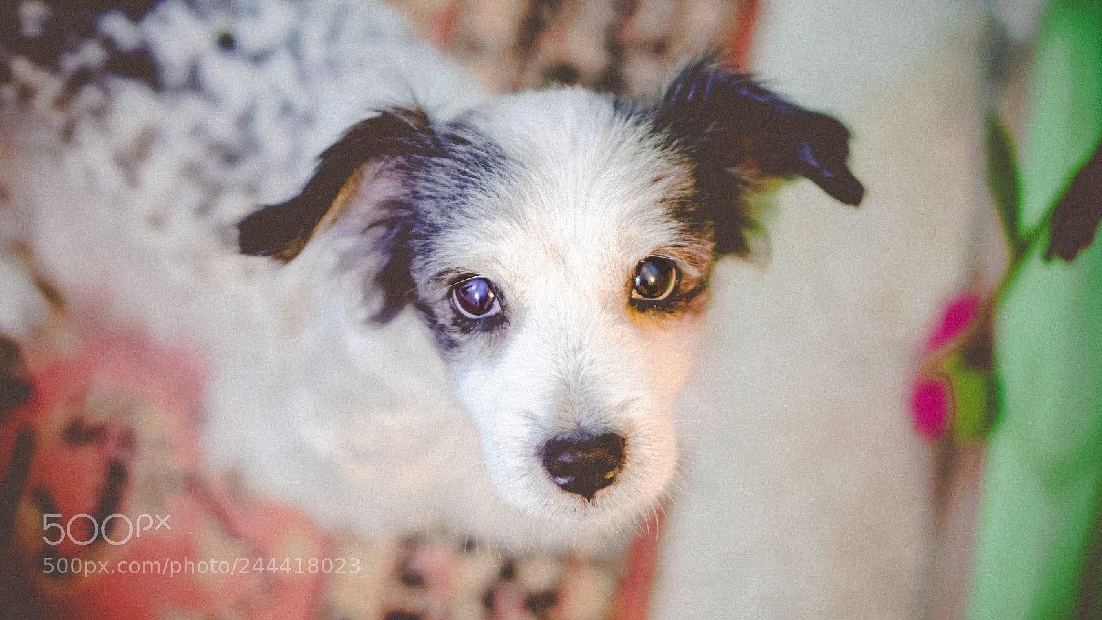 Sony a6300 sample photo. Old dog photography