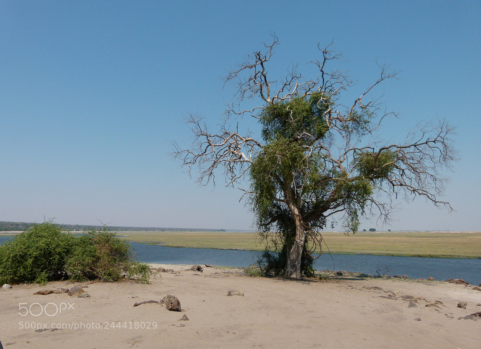Panasonic Lumix DMC-FZ100 sample photo. Tree at chobe river photography