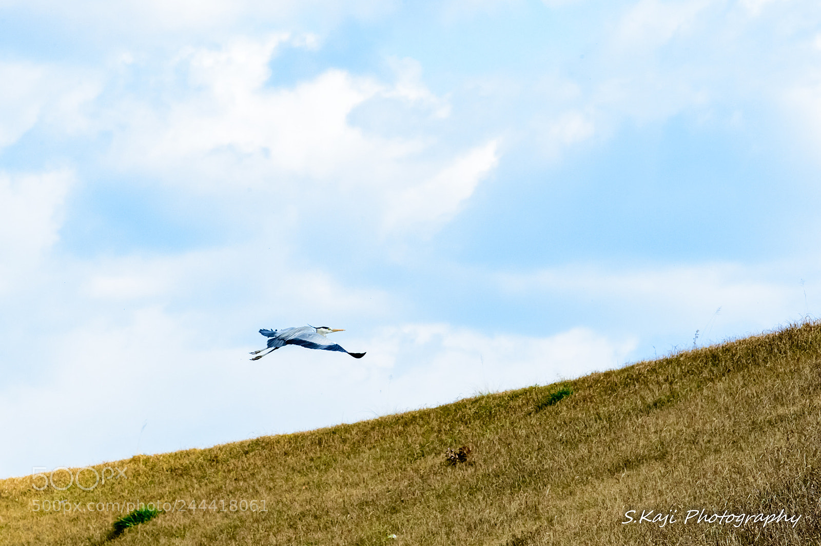 Nikon Df sample photo. Grey heron photography