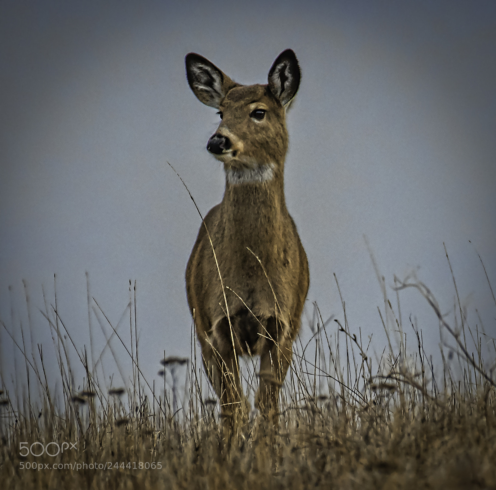 Nikon D810 sample photo. Top of the hill photography