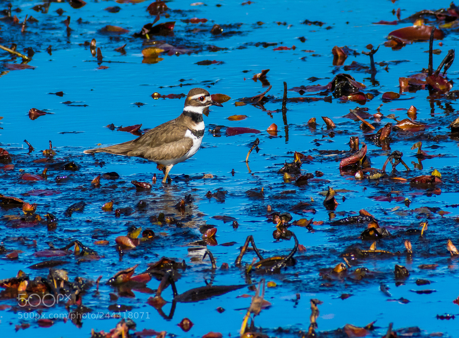 Nikon D3400 sample photo. Killdeer in marsh photography
