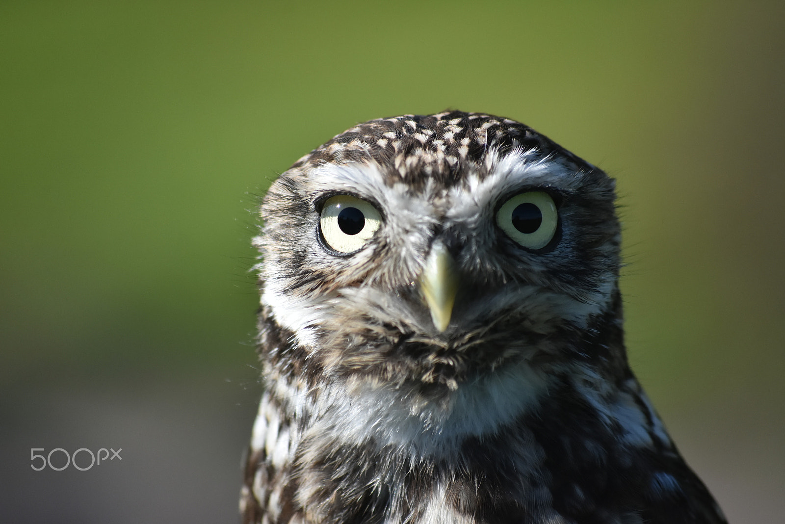 Nikon D7200 sample photo. Fur and feathers falconry-muppet owl photography
