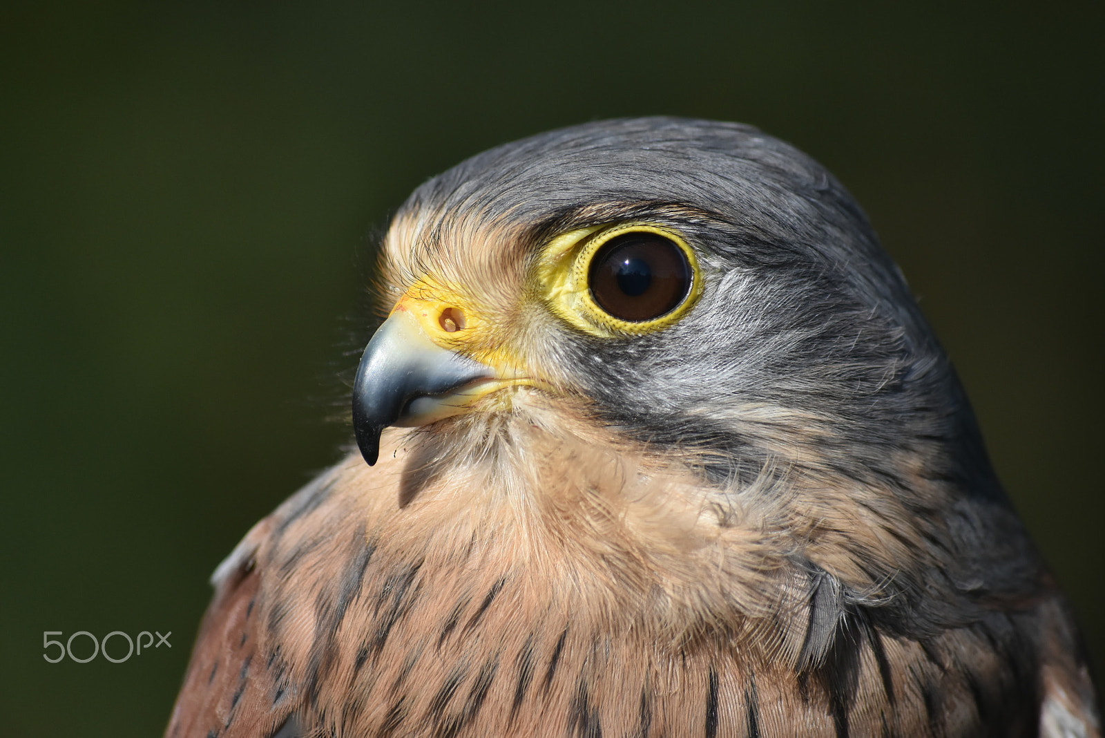 Nikon D7200 sample photo. Fur and feathers falconry-the fast one photography