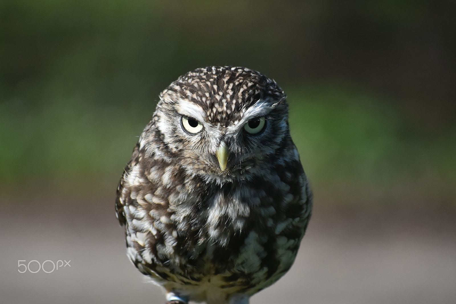 Nikon D7200 sample photo. Fur and feathers falconry-are you looking at me? photography