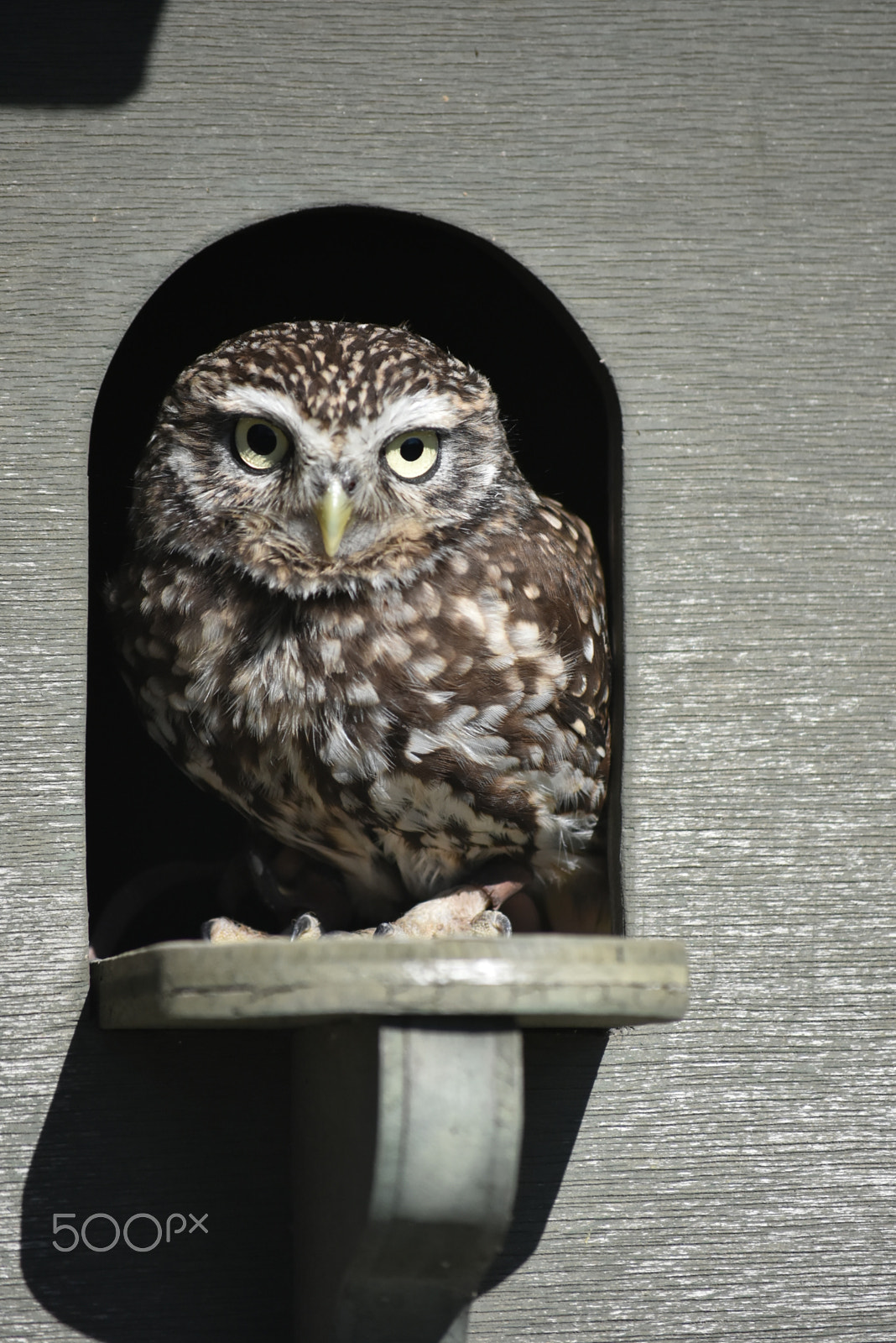 Nikon D7200 sample photo. Fur and feathers falconry-my favourite photography