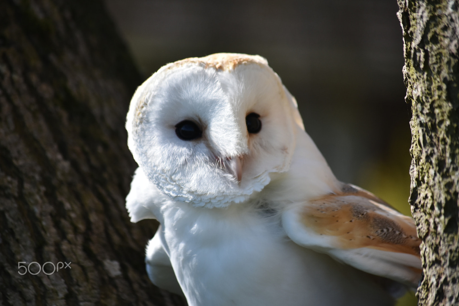 Nikon D7200 sample photo. Fur and feathers falconry-curious photography