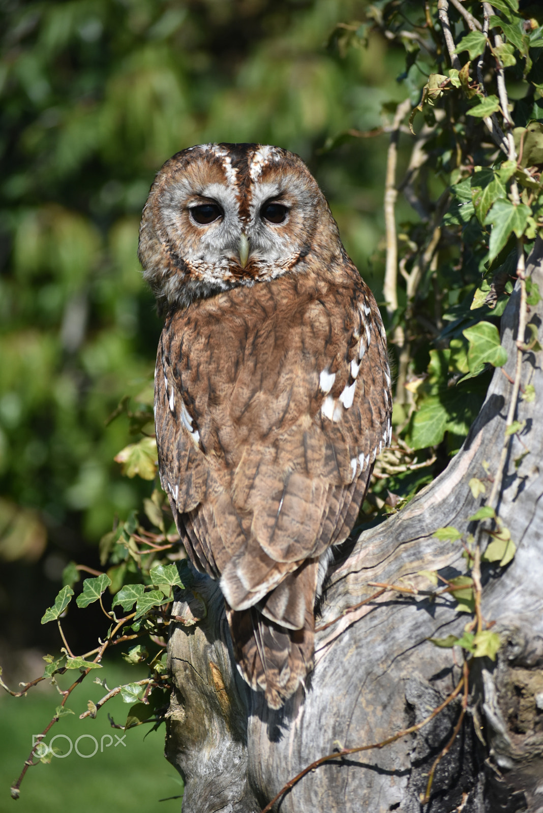 Nikon D7200 sample photo. Fur and feathers falconry-the brown one photography