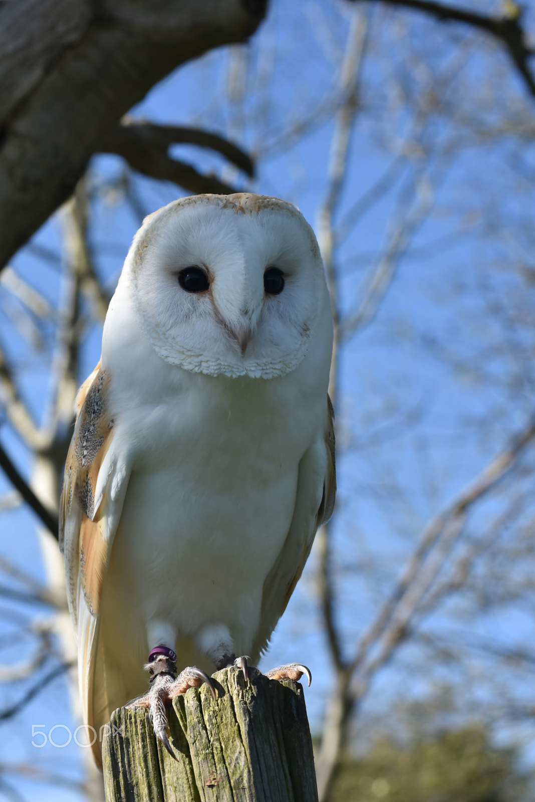 Nikon D7200 sample photo. Fur and feathers falconry-the white one photography