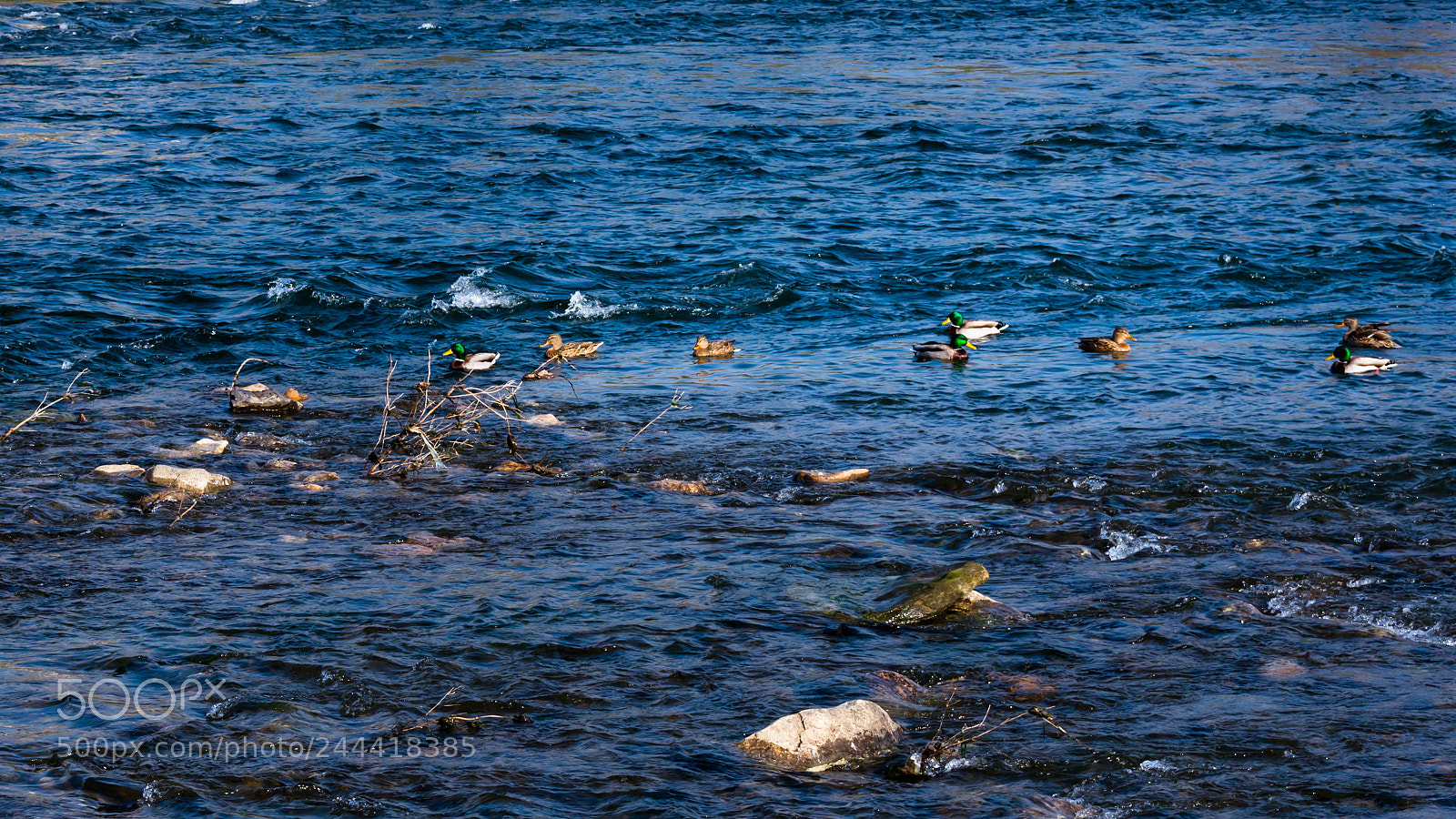 Nikon D3400 sample photo. Ducks at the river photography